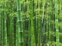 Bamboo Cultivation Technology Course