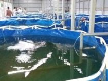 Bio Flock Fish Farming Course