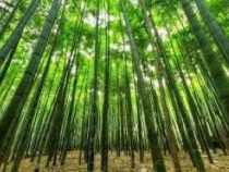 online course Certificate in Bamboo Cultivation