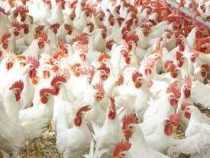 online course Certificate in Broiler Poultry Farming