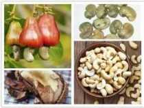 online course Certificate in Cashew Processing Units