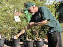 Online Course Certificate in Gardener
