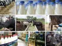 Diploma in Milk Processing Business