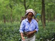 Online Course Certificate in Tea plantation worker
