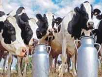 Diploma in Dairy Farming