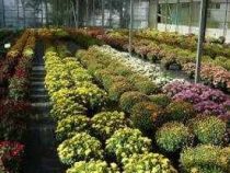 Online Course Diploma in Floriculture Technician