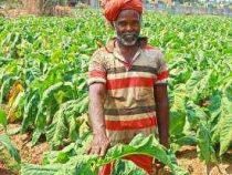 Online Courses Diploma in Organic Grower
