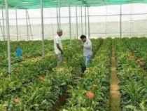 online course Diploma in Agri Food Processing