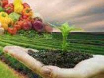 Online Course Diploma in Urban Gardening & Terrace Farming