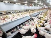 Poultry Farming Course
