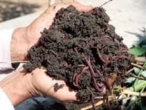 Vermicompost Production Course
