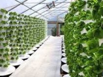 diploma in Hydroponics Course