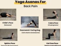 Online Course Diploma in Yoga for Back Pain