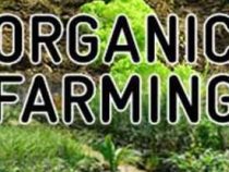 online course organic farming
